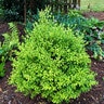 Buxus x Better Boxwood Heritage Boxwood