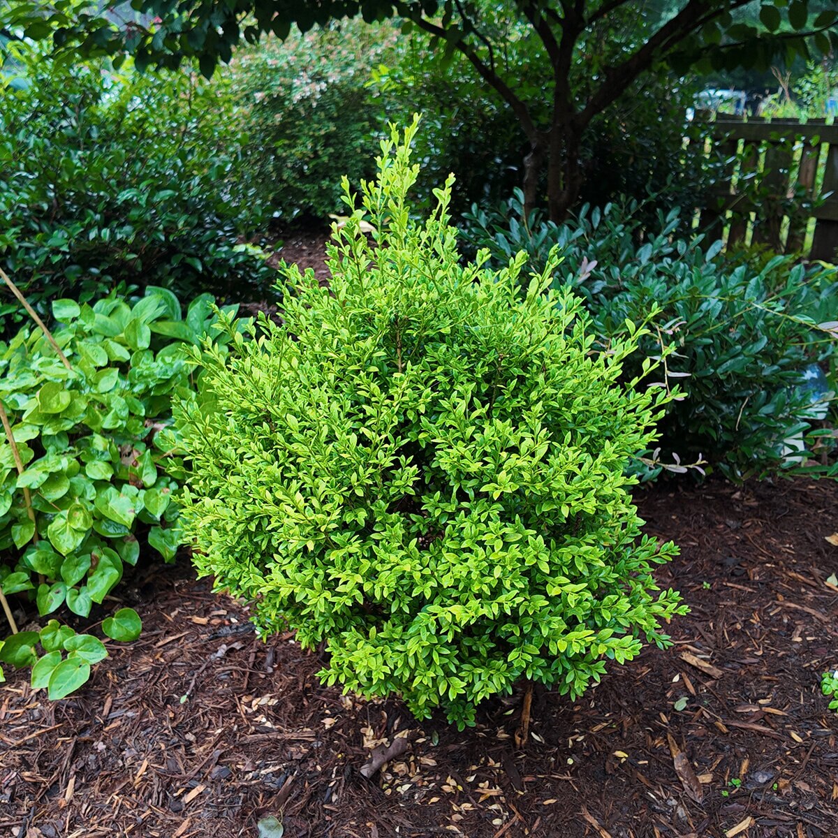 Buxus x Better Boxwood Heritage Boxwood | SiteOne US