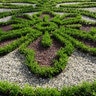 Buxus x Better Boxwood Renaissance Boxwood