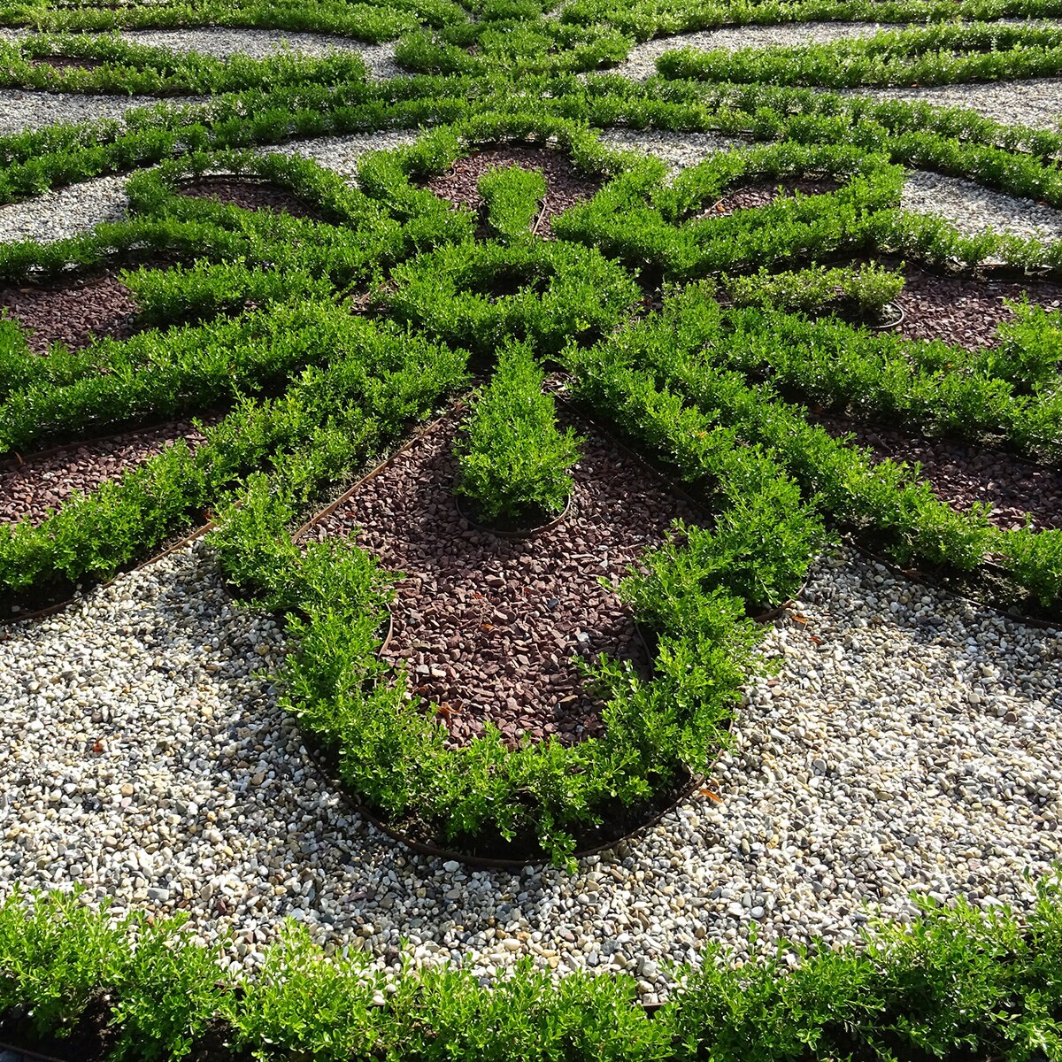Buxus x Better Boxwood Renaissance Boxwood | SiteOne US