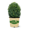 Buxus x Better Boxwood Skylight Boxwood