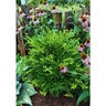 Buxus x Better Boxwood Skylight Boxwood