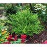 Buxus x Better Boxwood Skylight Boxwood