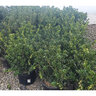 Ilex cornuta Dwarf Burford Chinese Holly