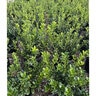 Ilex cornuta Dwarf Burford Chinese Holly