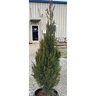 Juniperus chinensis Spartan Chinese Juniper