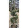 Juniperus scopulorum Wichita Blue Rocky Mountain Juniper
