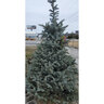 Picea Pungens Fat Albert Colorado Spruce