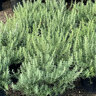 Rosmarinus Officinalis Prostratus Creeping Rosemary