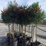 Callistemon Rigidus Red Cluster Bottlebrush