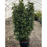 Prunus Laurocerasus Nana Dwarf English Laurel