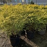 Ligustrum sinense Sunshine Chinese Privet