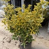 Euonymus japonicus Aureomarginatus Japanese Euonymus