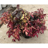 Leucothoe fontanesiana Girard's Rainbow Doghobble