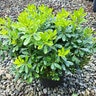 Pittosporum Tobira Wheeleri Mock Orange