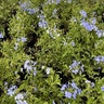 Plumbago Auriculata Cape Leadwort