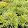 Sedum Rupestre Lemon Ball Stonecrop