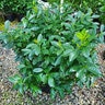 Prunus Laurocerasus Greenfinity English Laurel