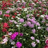 Dianthus chinensis x barbatus Artisan Mixture Pinks