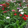Dianthus chinensis x barbatus Artisan Mixture Pinks