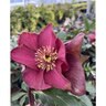 Helleborus X Glandorfensis HGC Ice N Roses Red Lenten Rose