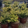 Ilex crenata Touch of Gold Southern Living Japanese Holly