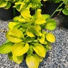 Hosta x Maui Buttercups Plantain Lily