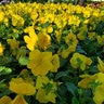 Viola X Wittrockiana Pure Yellow Pansy