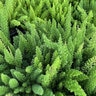 Asparagus densiflorus Meyersii Asparagus (Foxtail) Fern
