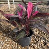 Cordyline Fruticosa Red Sister Ti Plant