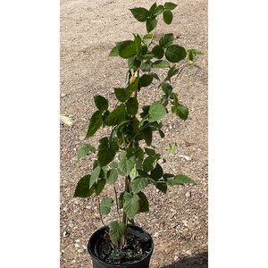 Rubus X Triple Crown Thornless Blackberry