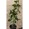 Rubus X Triple Crown Thornless Blackberry