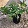 Indigofera Amblyantha Pink Chinese Indigo