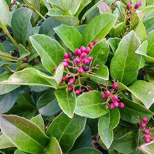 Rhaphiolepis x Clean Sweep Snowbank Southern Living Indian Hawthorn