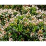 Rhaphiolepis x Clean Sweep Snowbank Southern Living Indian Hawthorn