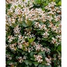 Rhaphiolepis x Clean Sweep Snowbank Southern Living Indian Hawthorn