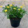 Euryops pectinatus Sonnenschein Bush Daisy