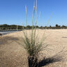 Muhlenbergia Lindheimeri Leni Autumn Glow Muhly Grass