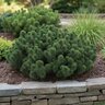 Pinus Mugo Valley Cushion Dwarf Mountain Pine Tree Form Standard 12 in. Box