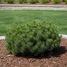Pinus Mugo Valley Cushion Dwarf Mountain Pine