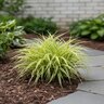 Carex Oshimensis EverColor Eversheen Variegated Sedge