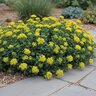 Sedum Kamtschaticum Orange Stonecrop