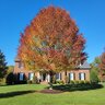 Acer rubrum October Glory Red Maple