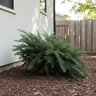 Cephalotaxus harringtonia Prostrata Japanese Plum Yew