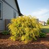 Chamaecyparis pisifera Golden Mop Sawara False-Cypress