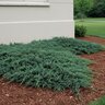 Juniperus horizontalis Wiltonii Blue Rug Juniper
