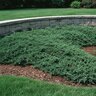 Juniperus horizontalis Wiltonii Blue Rug Juniper
