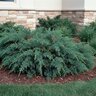Juniperus Sabina Broadmoor Savin Juniper