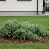 Juniperus Procumbens Green Mound Japanese Garden Juniper