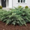 Juniperus Sabina var. Tamariscifolia New Blue Juniper